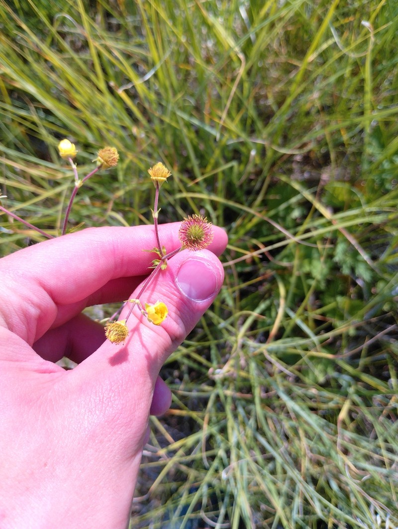 Geum macrophyllum var. perincisum photo 4