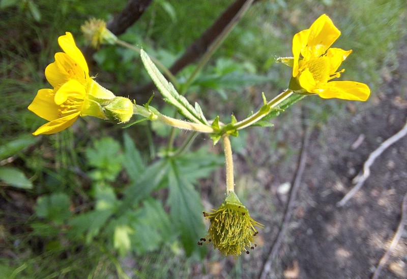 Geum macrophyllum var. perincisum photo 5