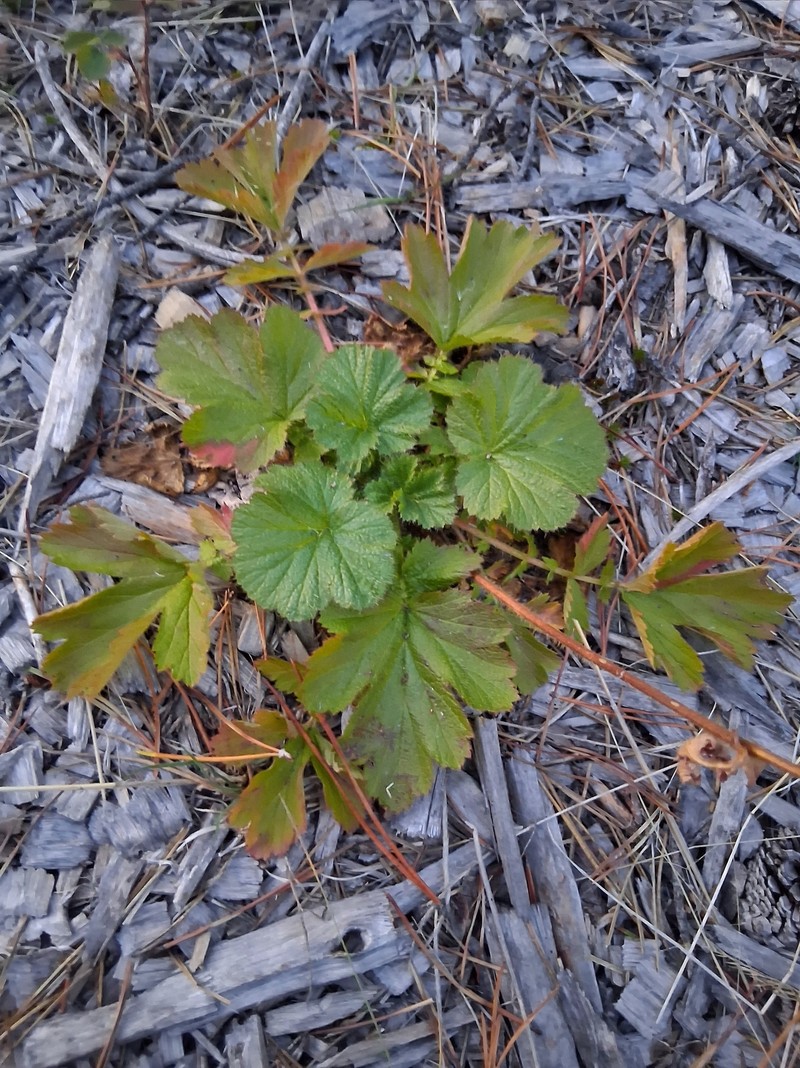 Geum macrophyllum var. perincisum photo 6