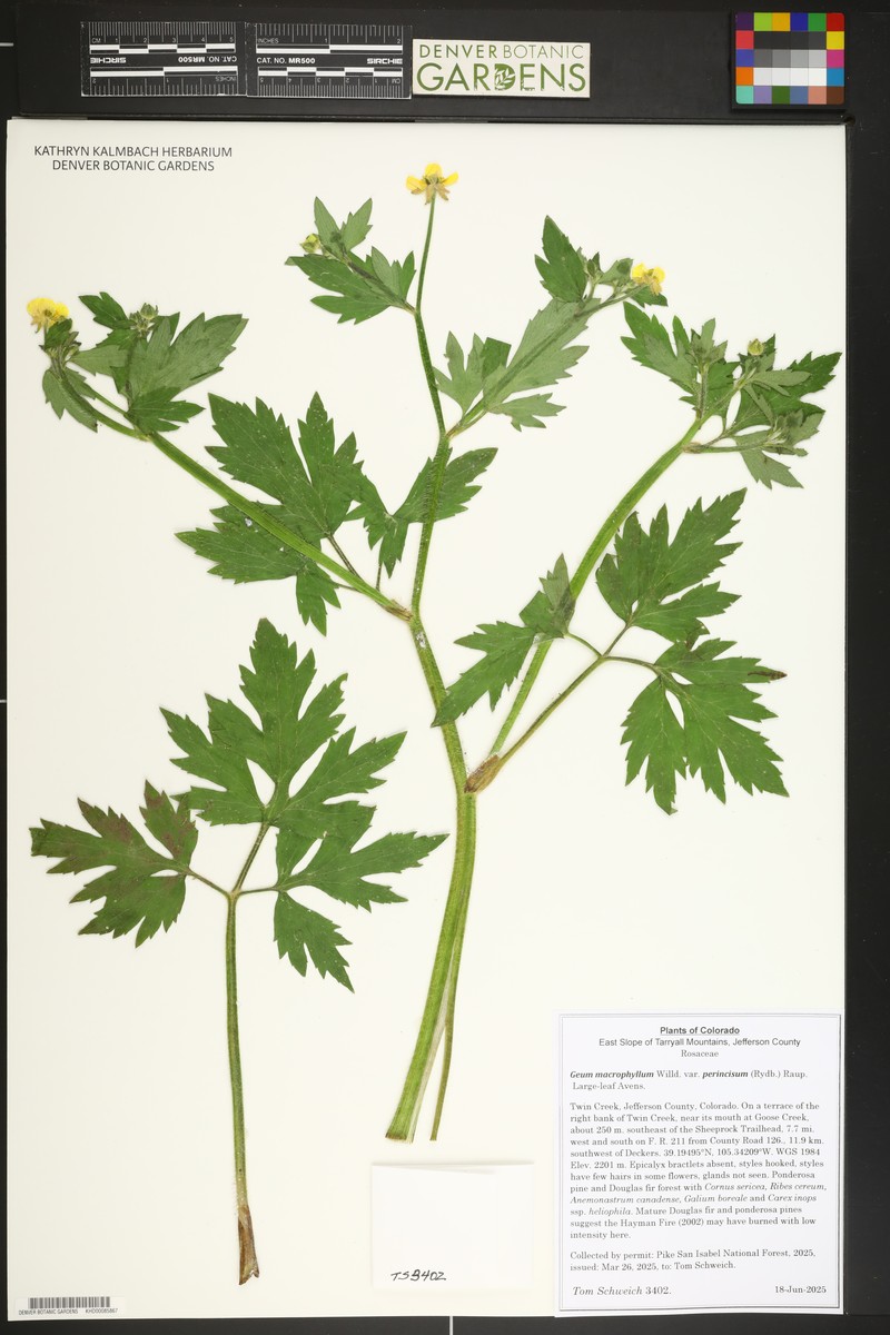 Geum macrophyllum var. perincisum photo 7