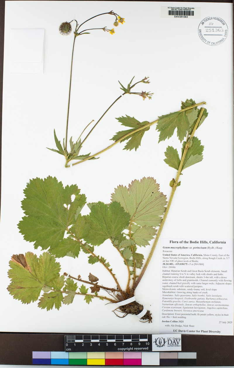 Geum macrophyllum var. perincisum photo 8
