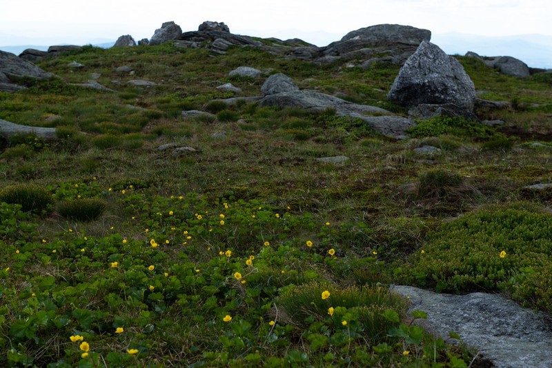 Mountain Avens