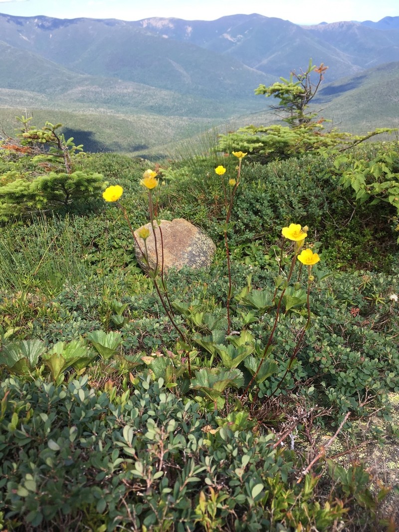 Mountain Avens photo 2