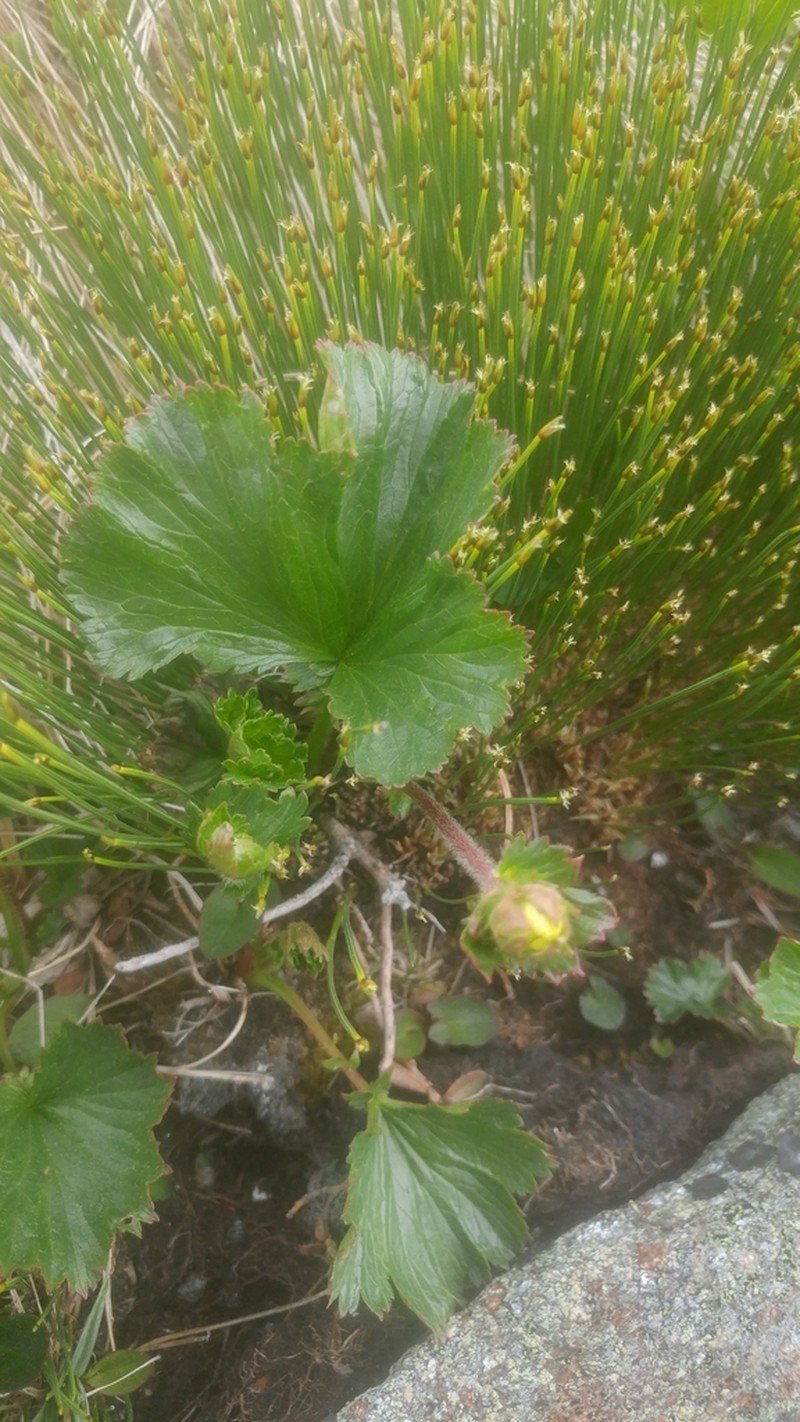 Mountain Avens photo 3