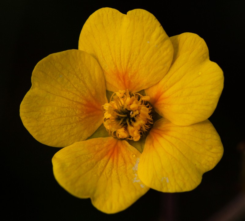 Mountain Avens photo 4