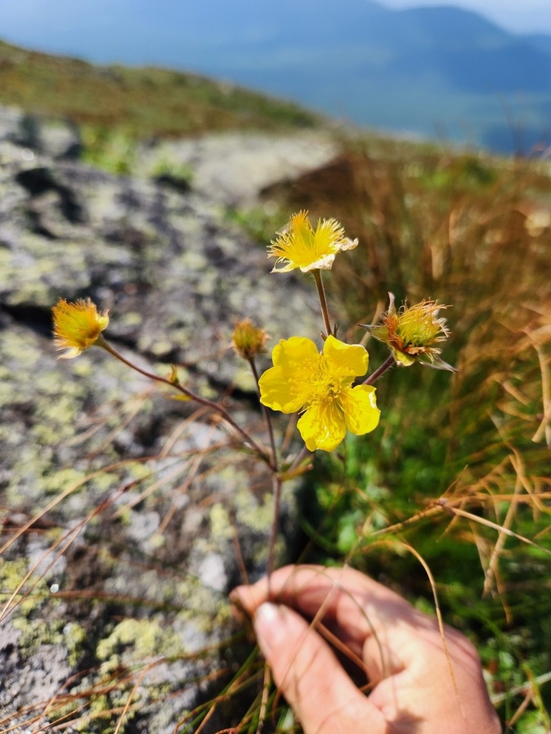 Mountain Avens photo 5