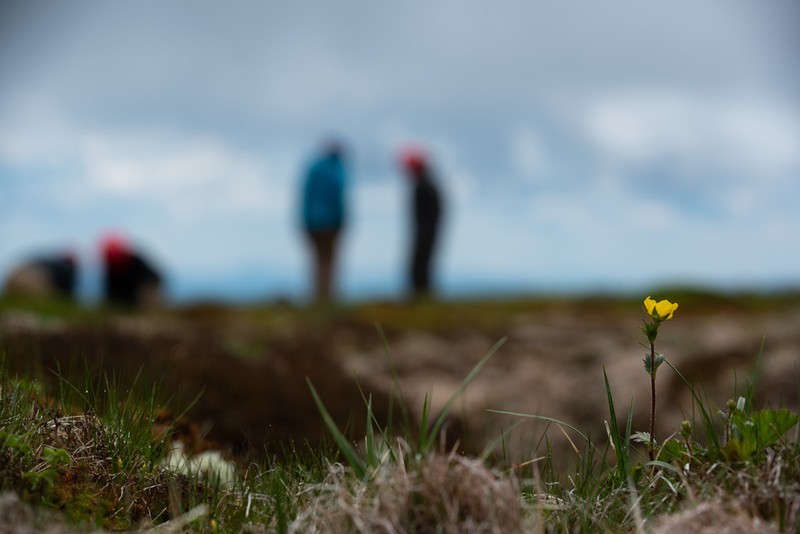 Mountain Avens photo 6