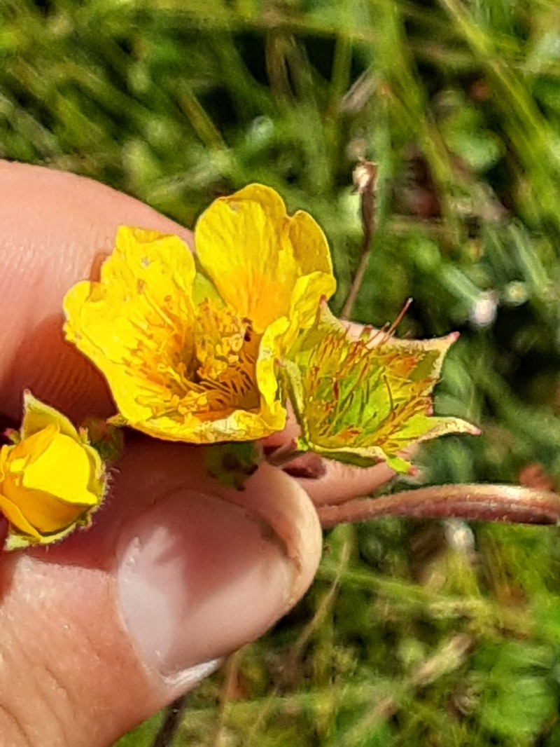 Mountain Avens photo 7