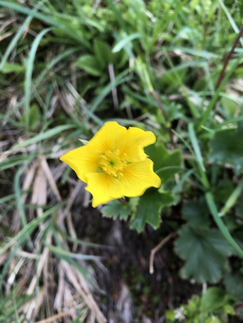 Mountain Avens photo 8