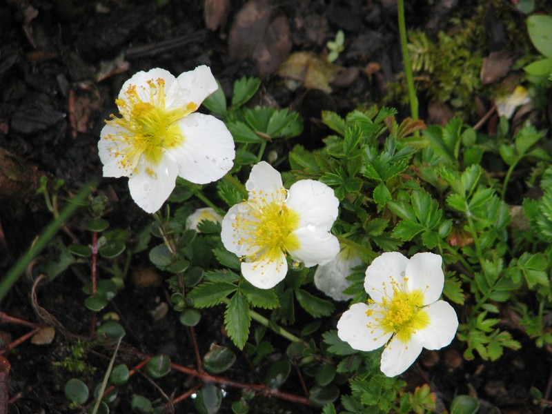 Aleutian Avens photo 4