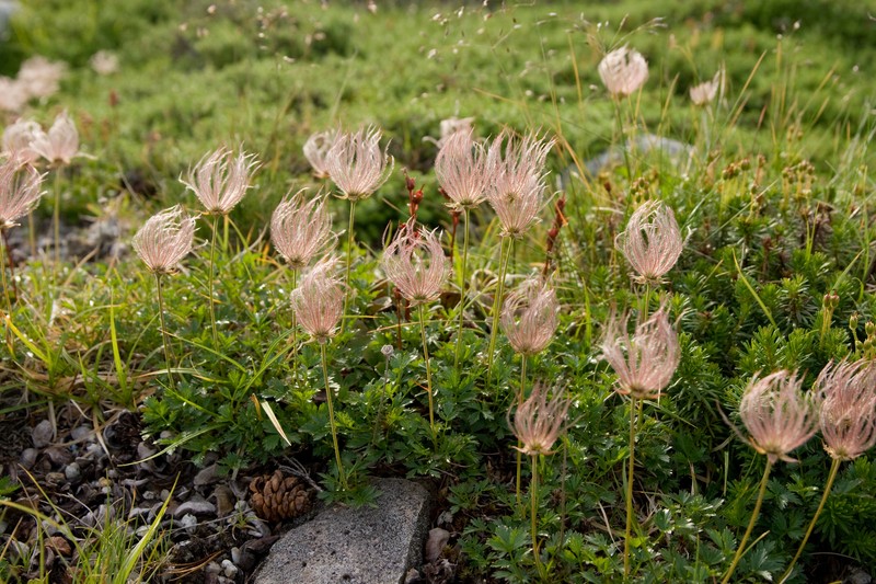 Aleutian Avens