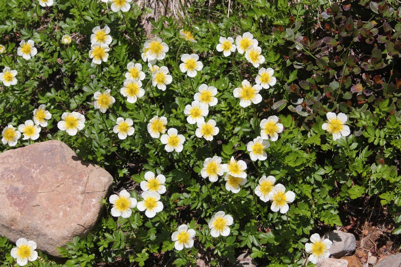 Aleutian Avens photo 2