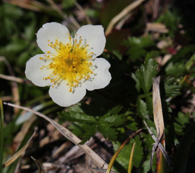 Aleutian Avens photo 3