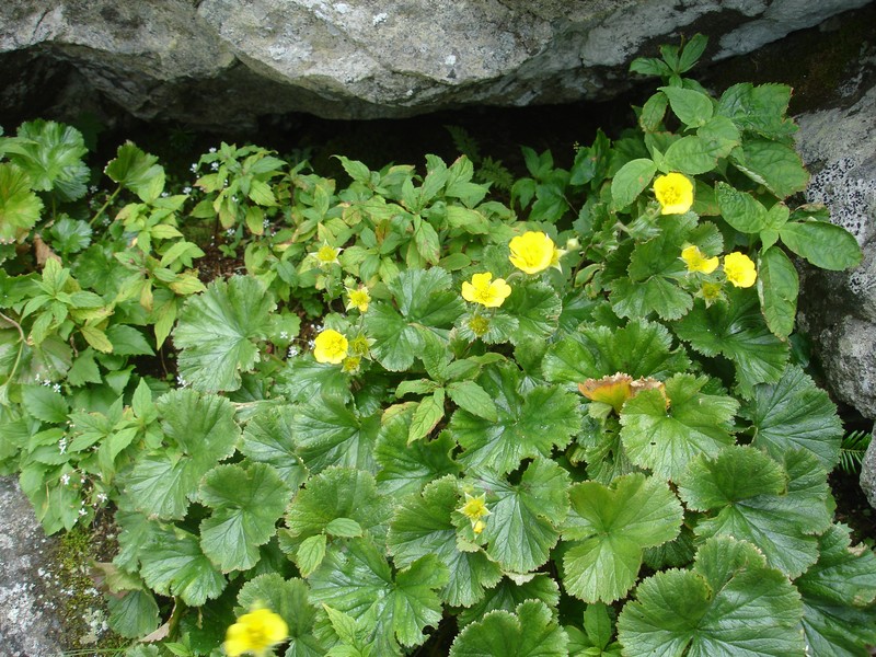 Appalachian Avens