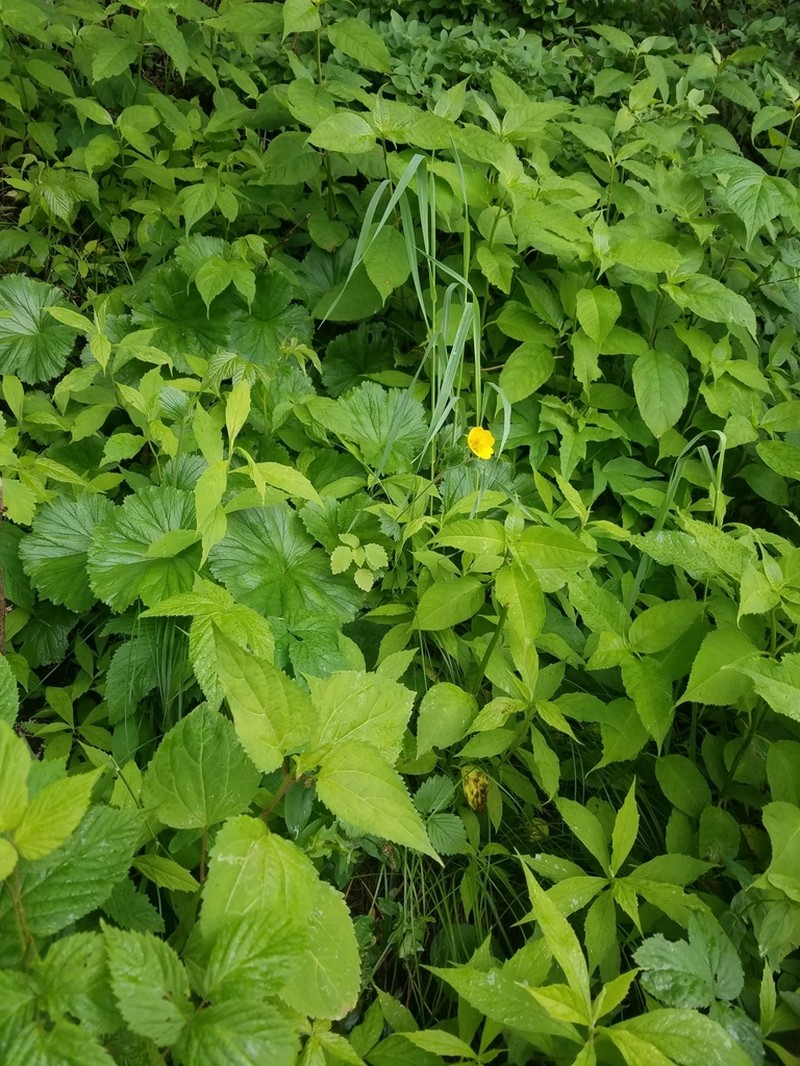 Appalachian Avens