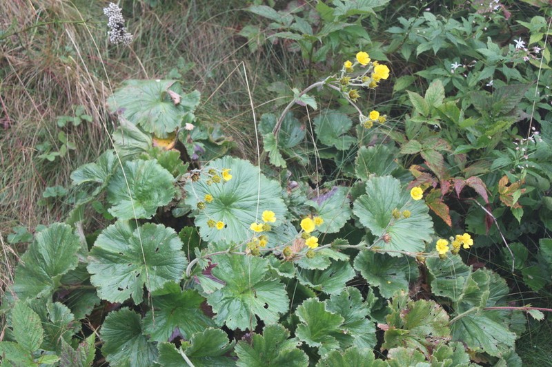 Appalachian Avens photo 2