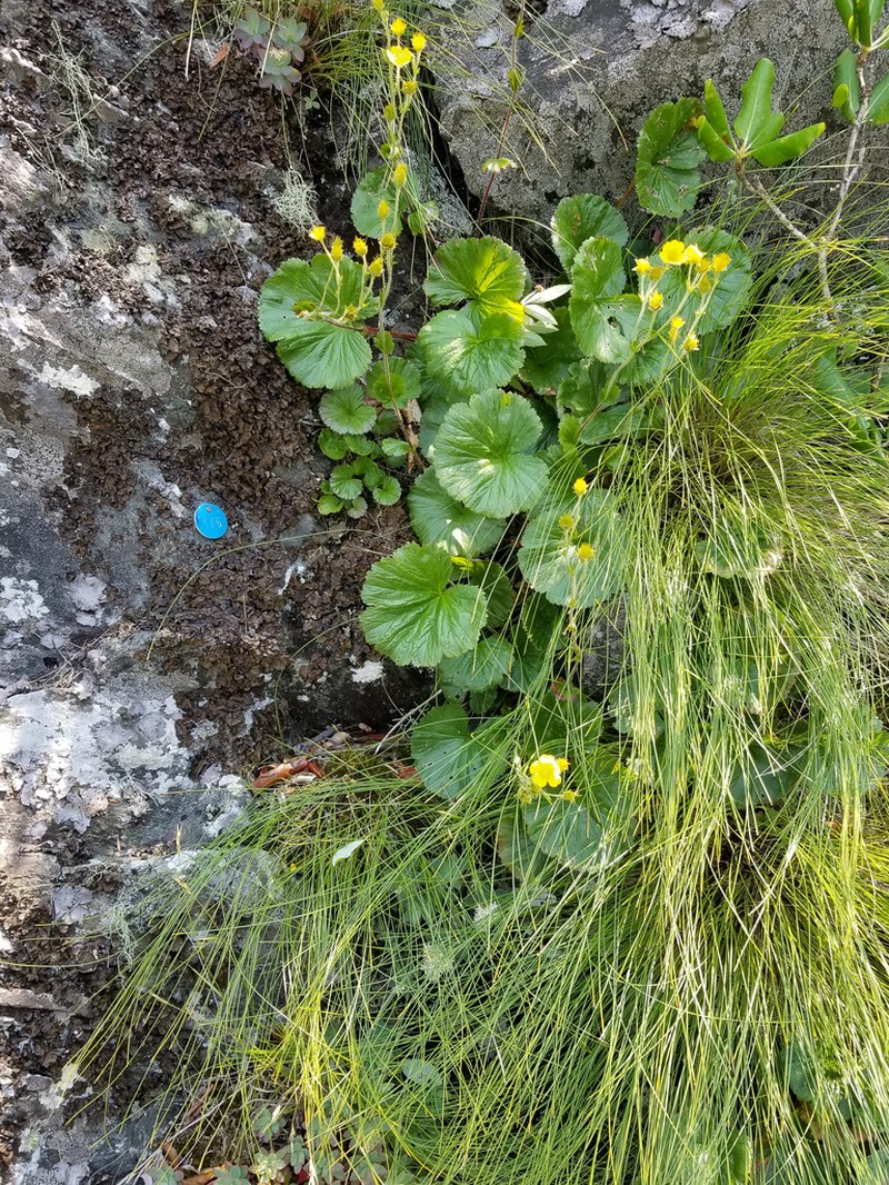 Appalachian Avens photo 3