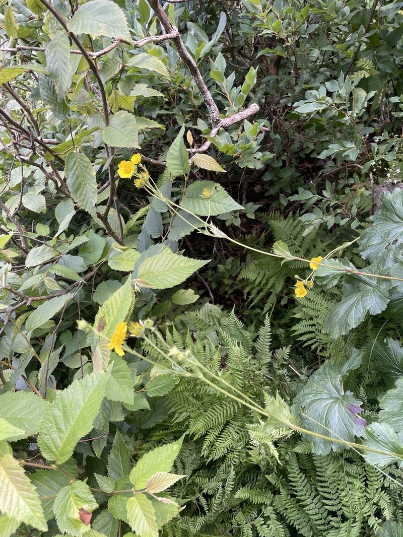 Appalachian Avens photo 4