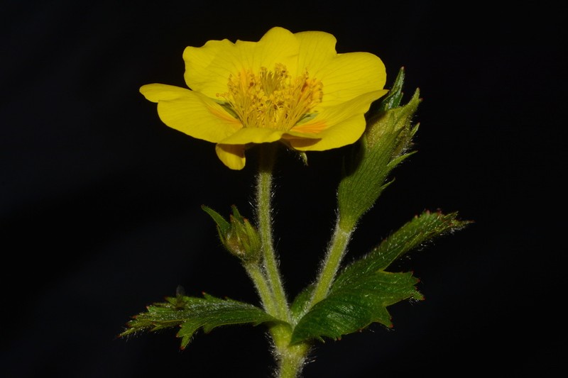 Appalachian Avens photo 5