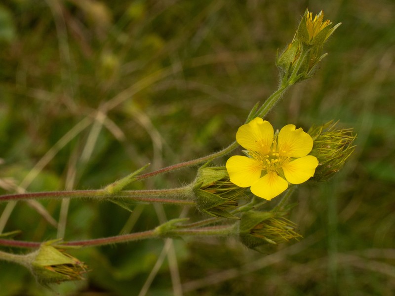 Appalachian Avens photo 6