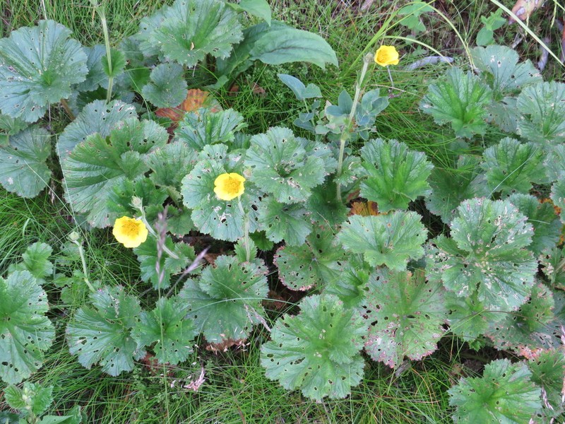 Appalachian Avens photo 7