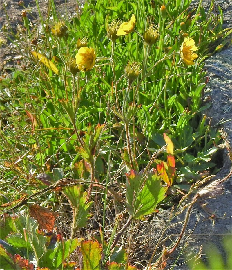 Appalachian Avens photo 8