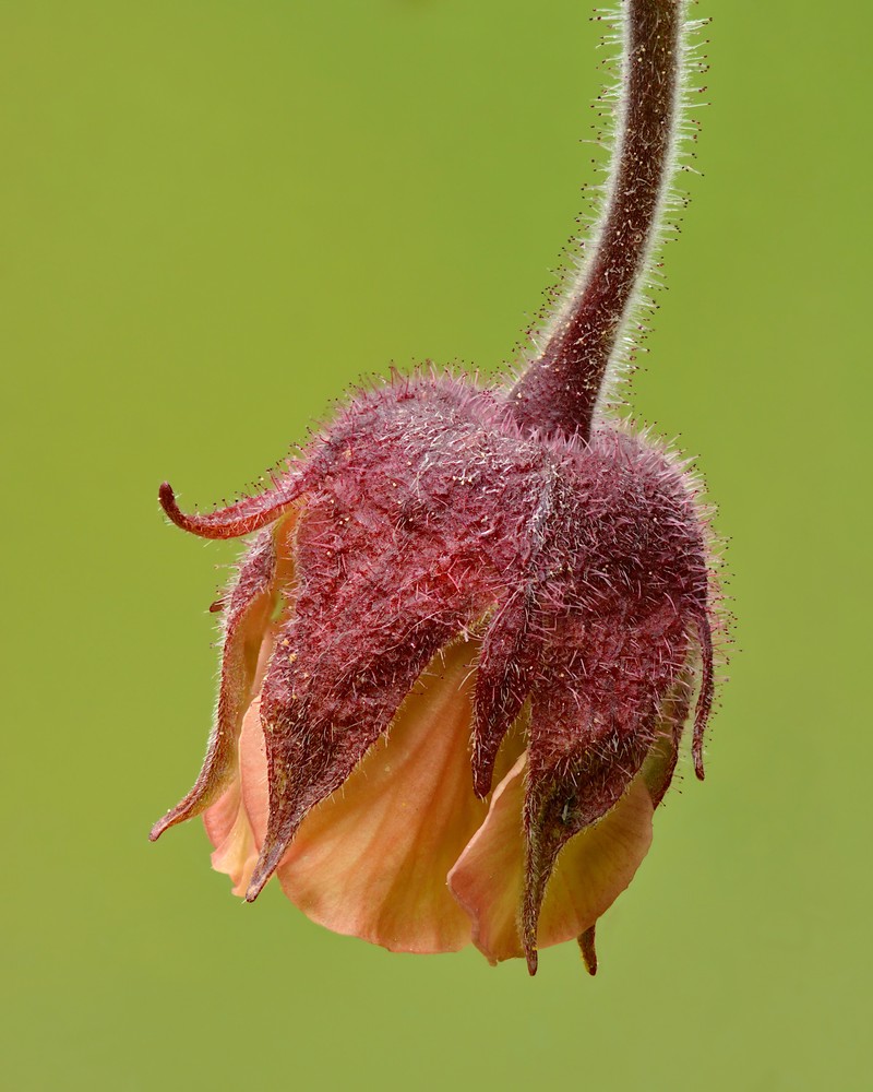 Purple Avens