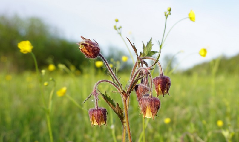 Purple Avens
