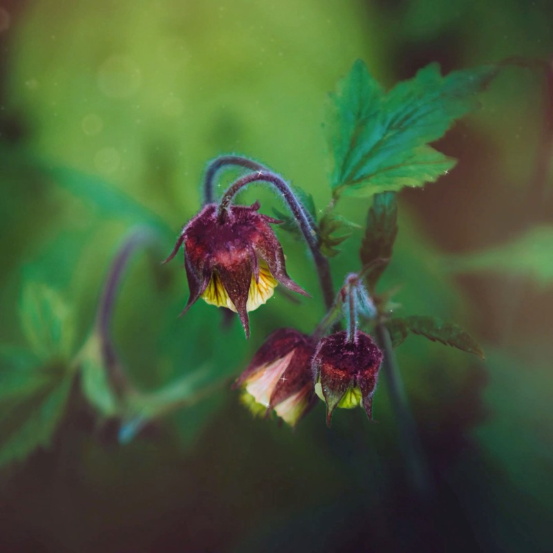 Purple Avens photo 2