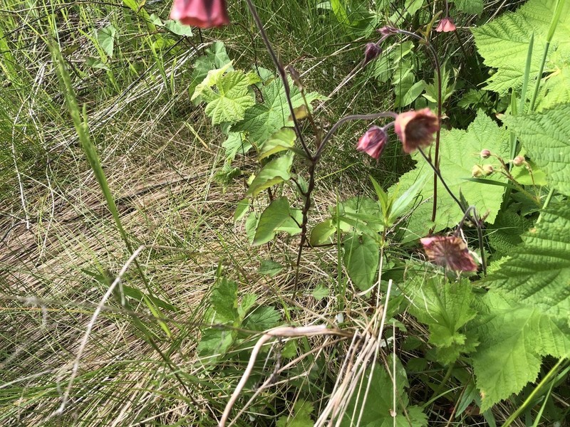 Purple Avens photo 3