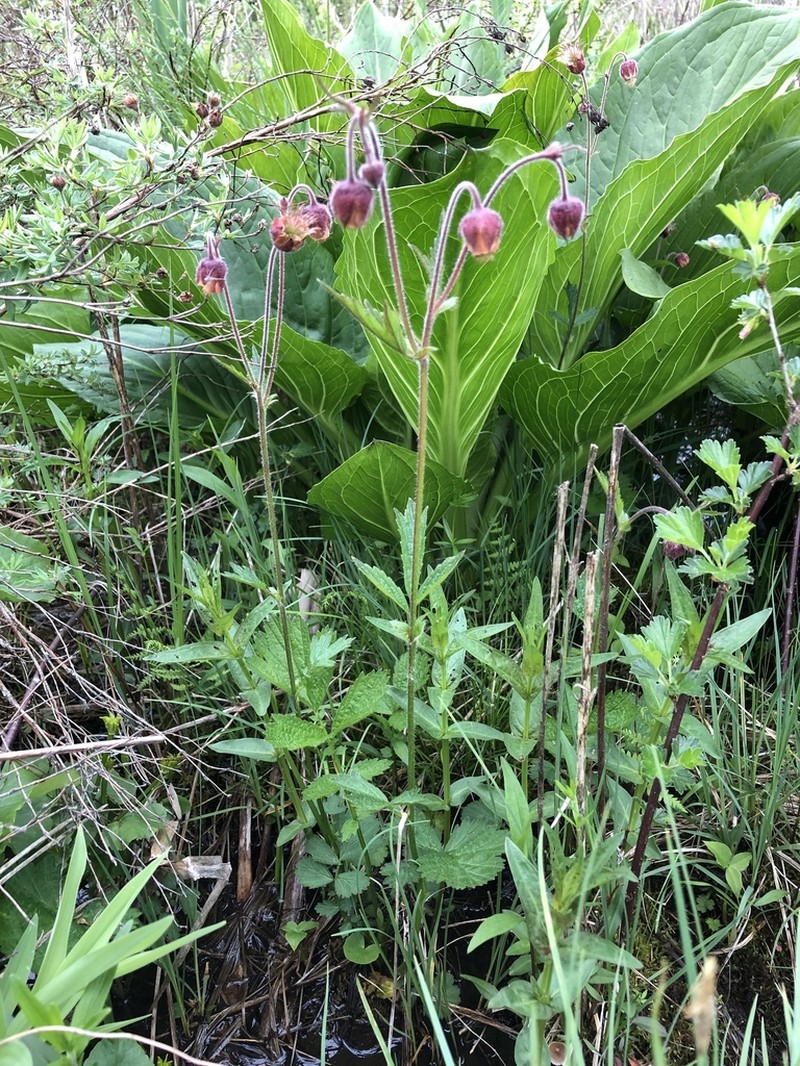 Purple Avens photo 4