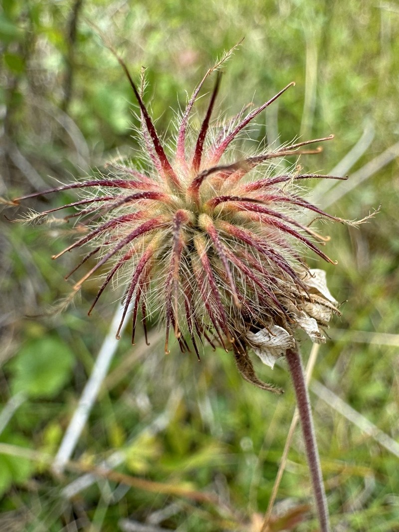 Purple Avens photo 5