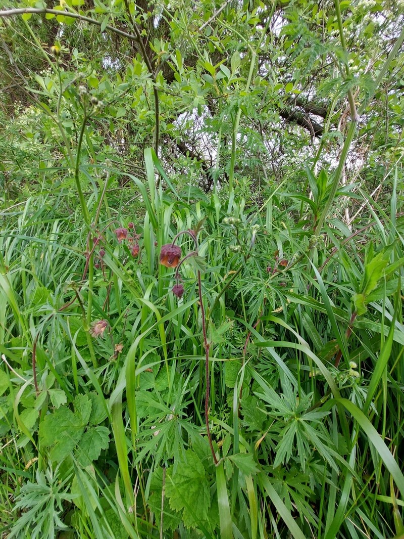 Purple Avens photo 6