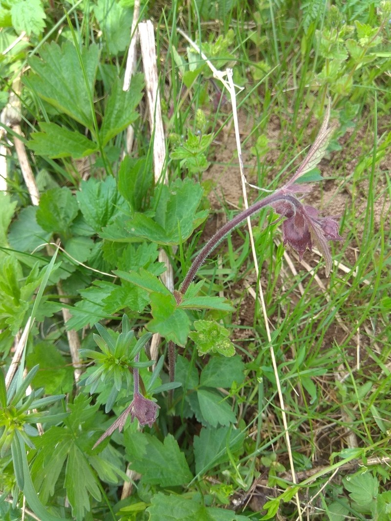 Purple Avens photo 7
