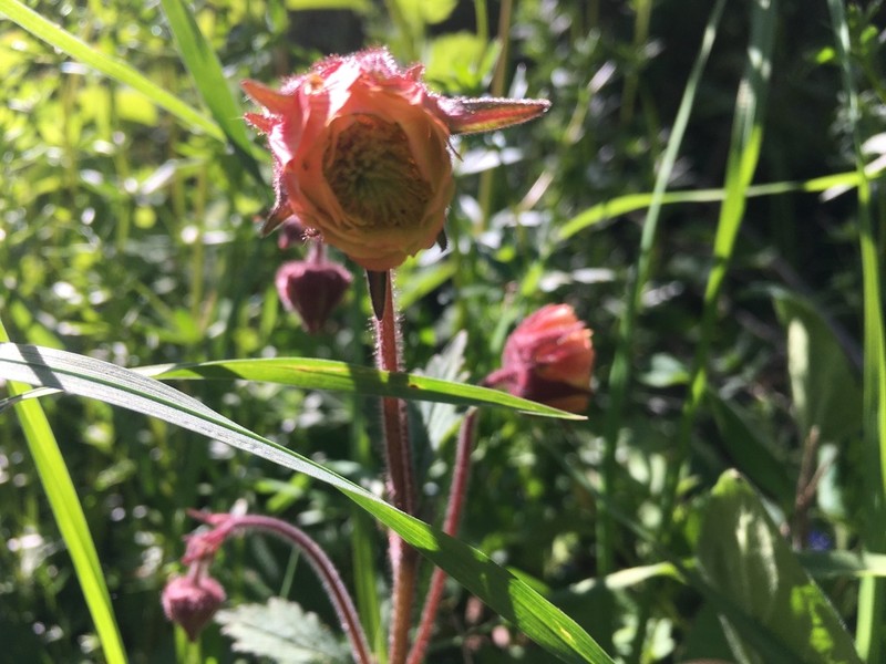 Purple Avens photo 8