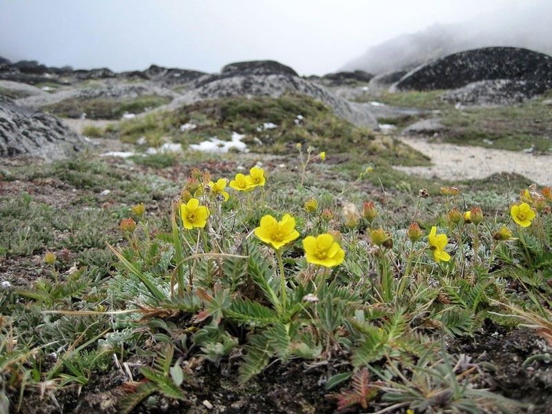 Ross' Avens