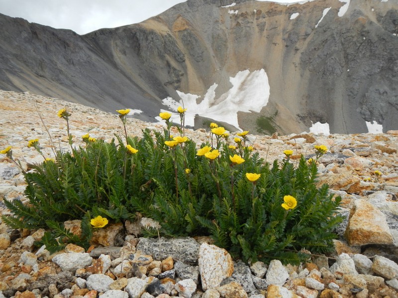 Ross' Avens photo 2