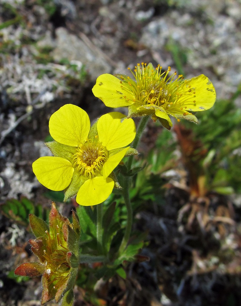 Ross' Avens photo 4