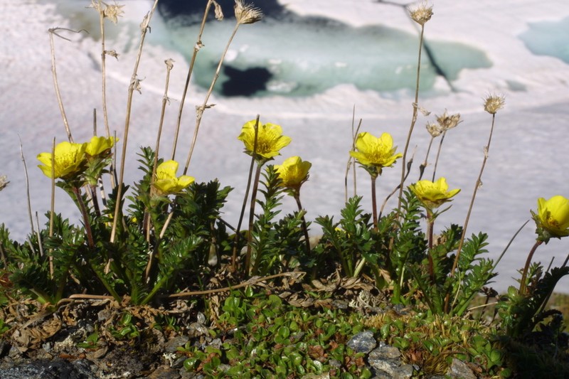 Ross' Avens photo 5