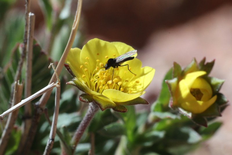 Ross' Avens photo 6