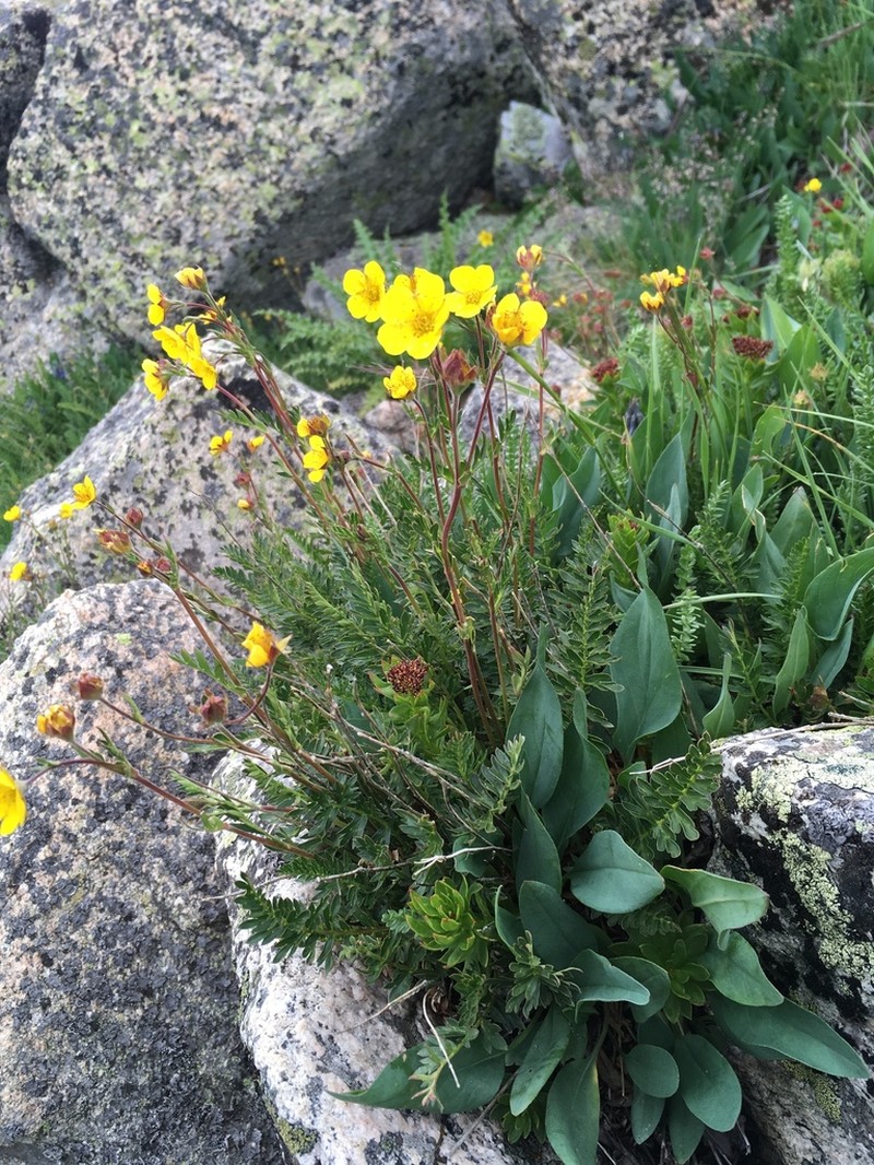 Ross' Avens photo 7