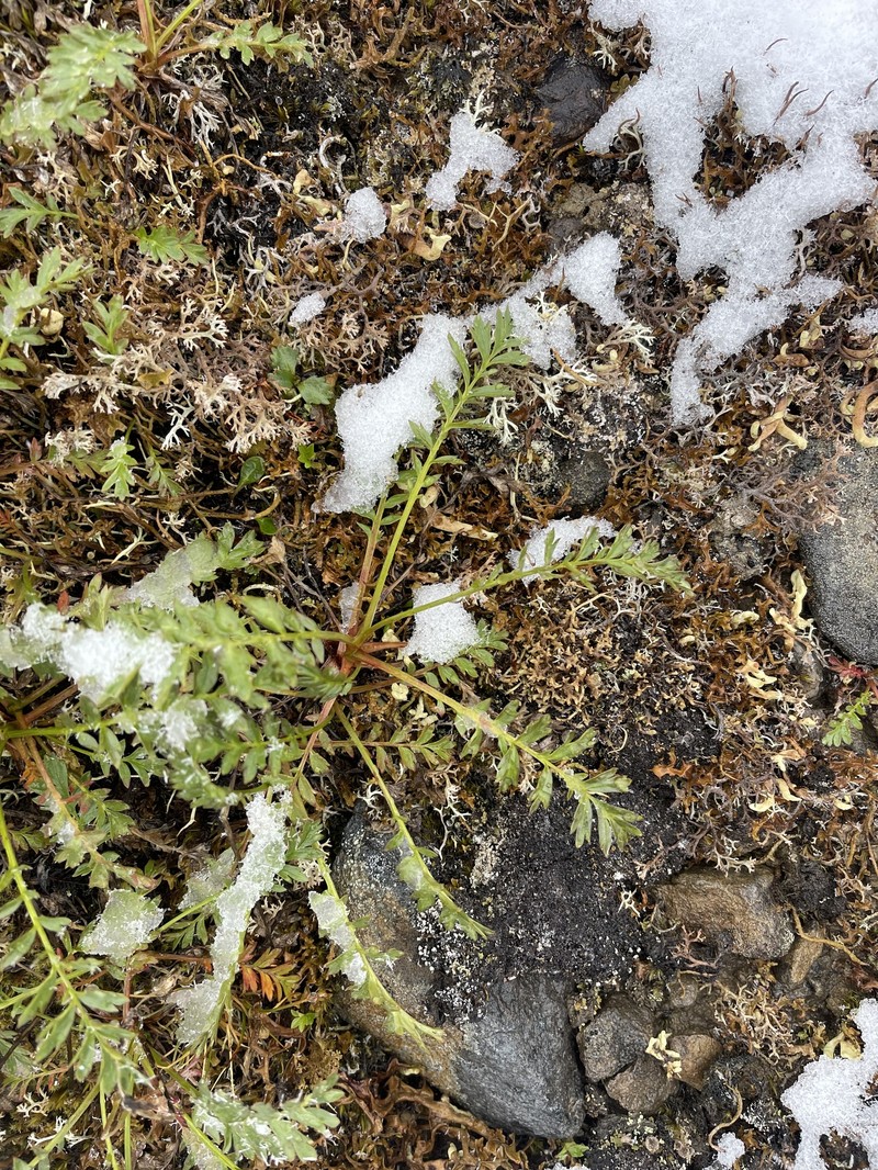 Geum rossii var. rossii