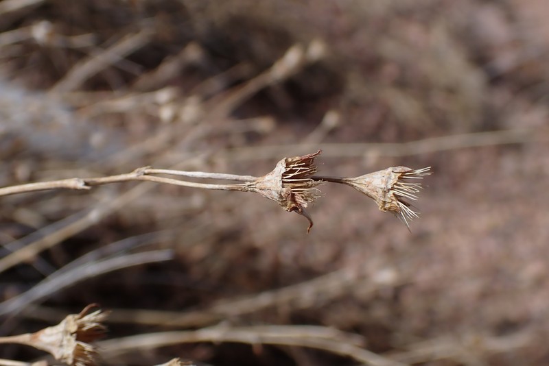Geum rossii var. turbinatum
