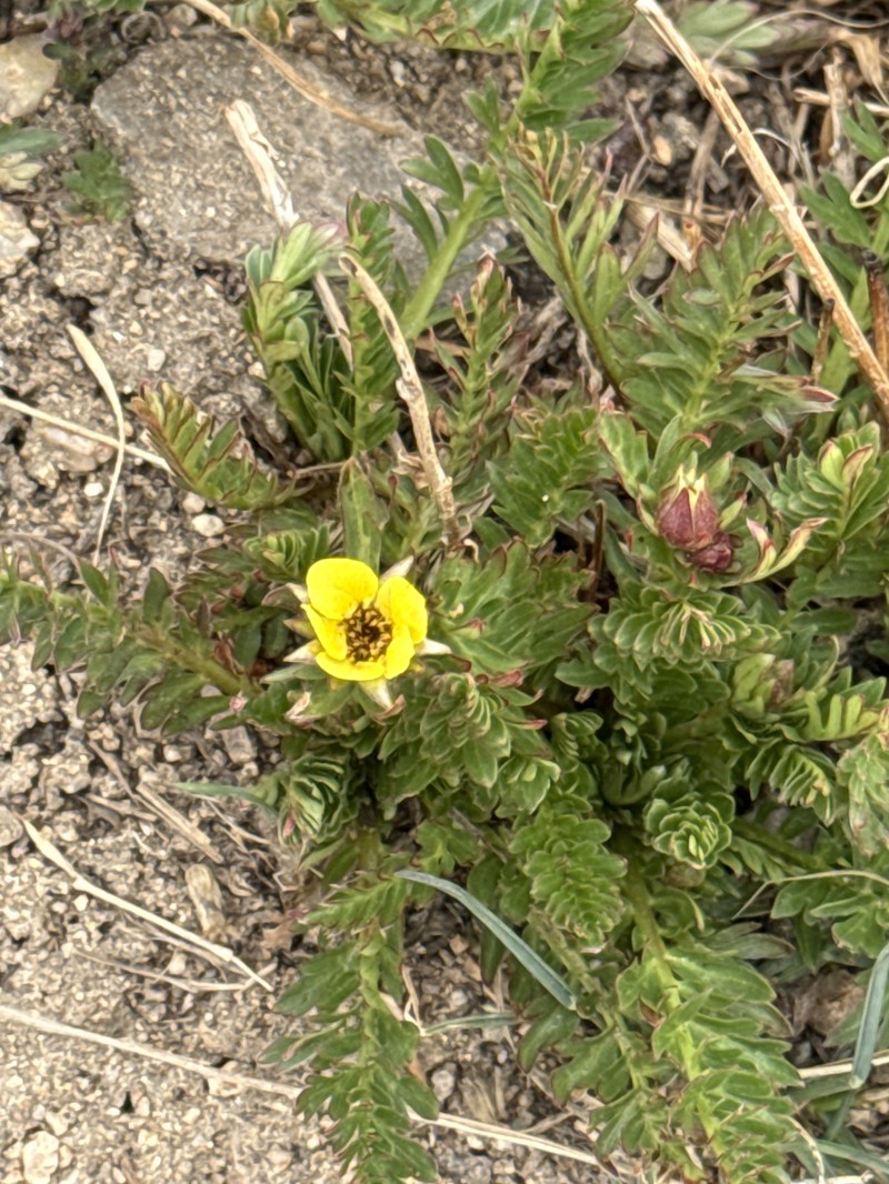 Geum rossii var. turbinatum photo 2