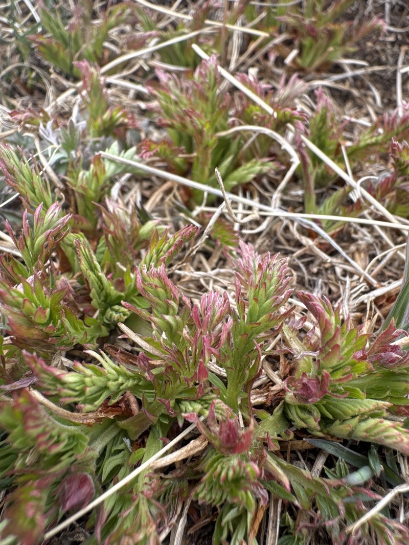 Geum rossii var. turbinatum photo 3