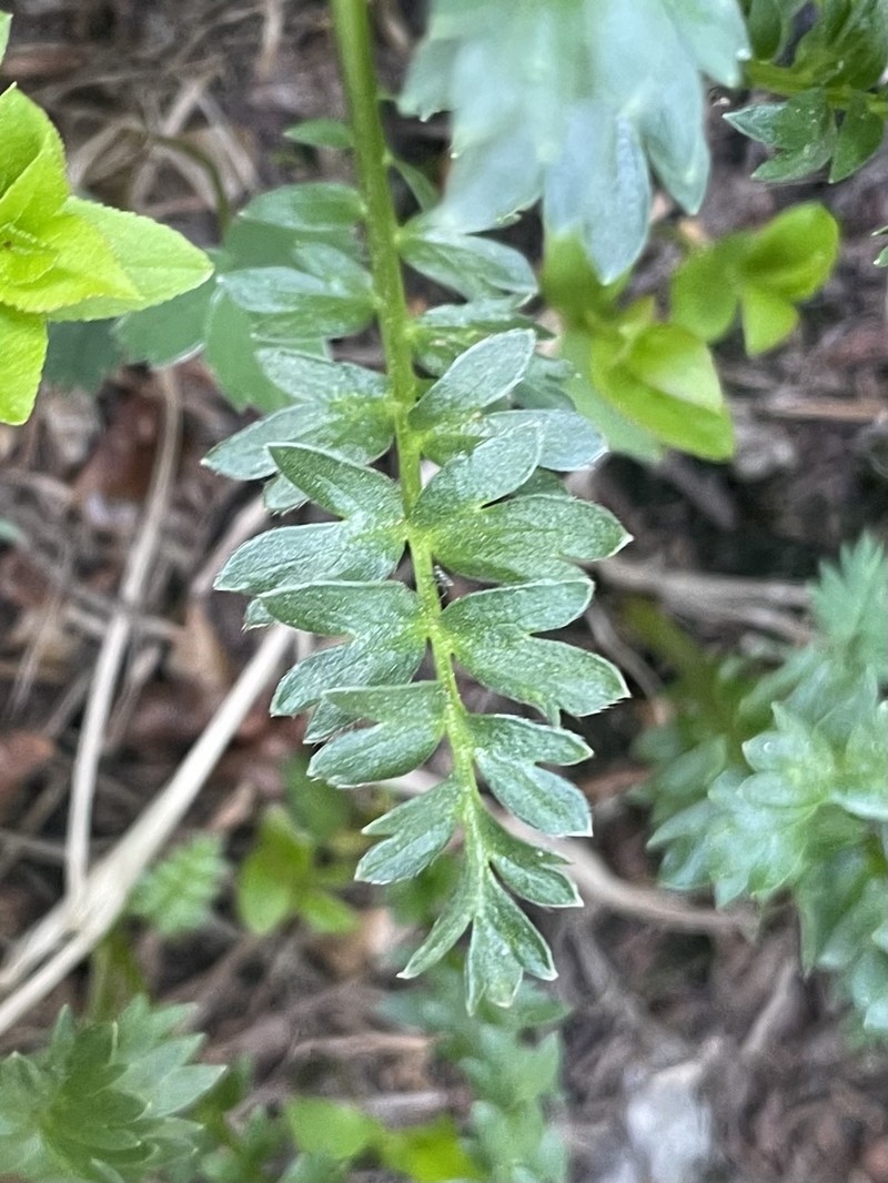 Geum rossii var. turbinatum photo 4