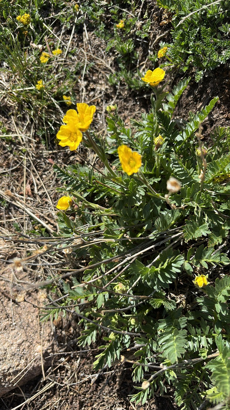 Geum rossii var. turbinatum photo 5