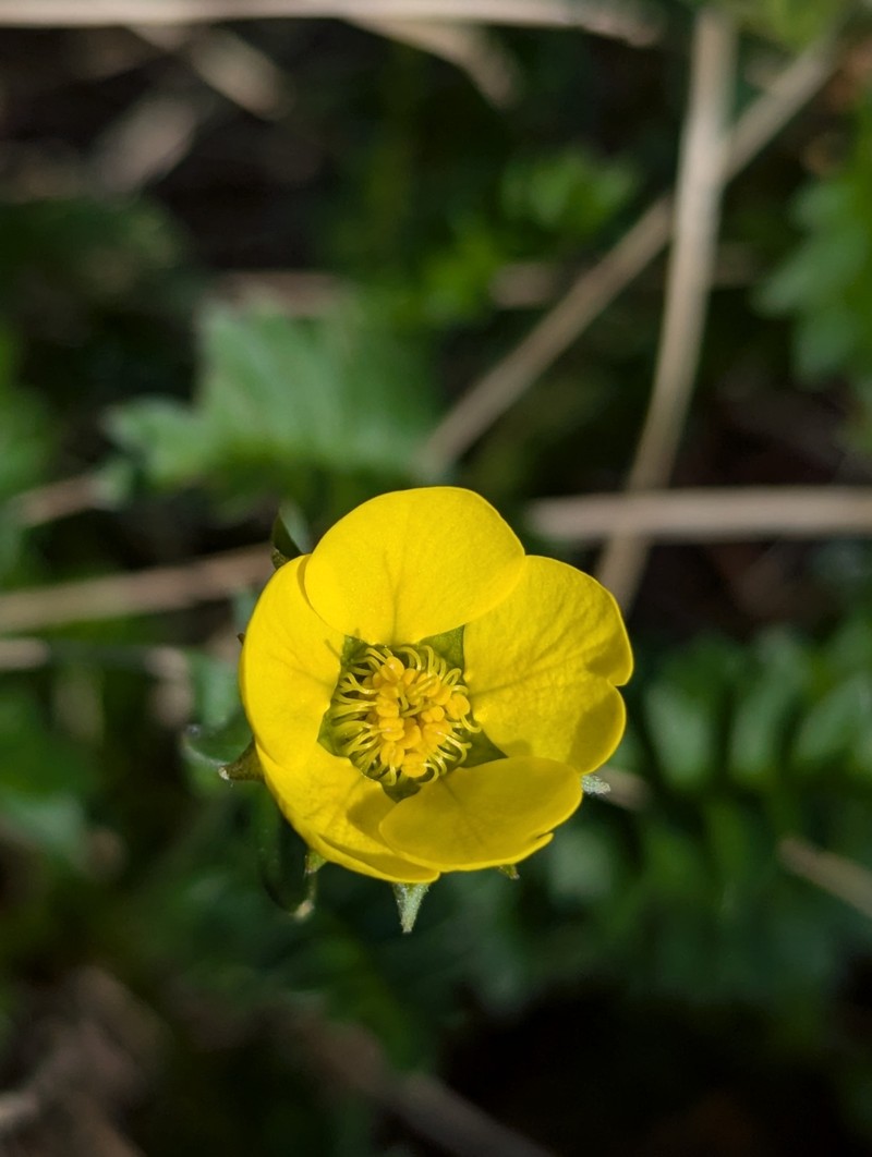 Geum rossii var. turbinatum photo 6