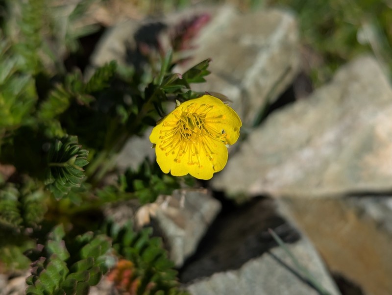 Geum rossii var. turbinatum photo 7