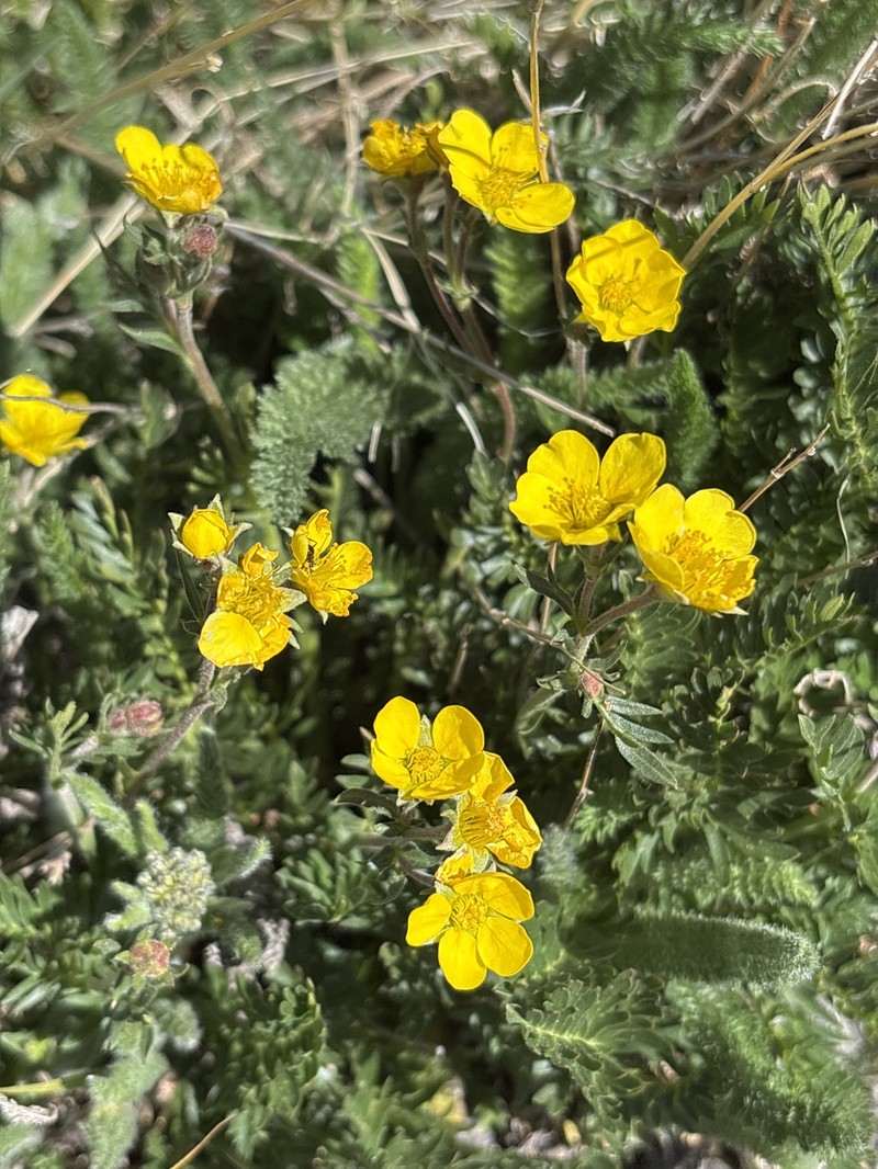 Geum rossii var. turbinatum photo 8